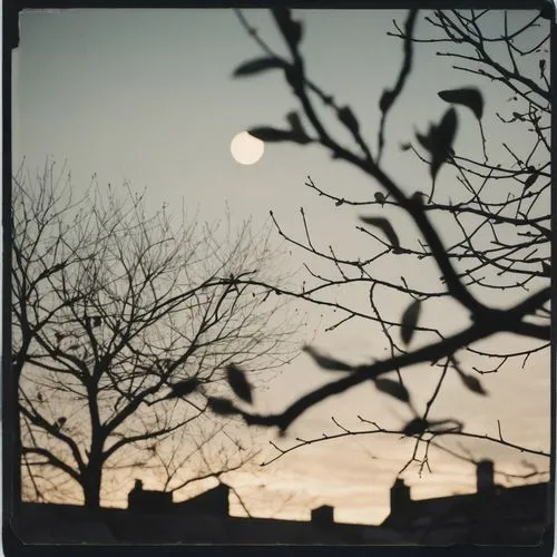 eclipses,coucher,crepuscule,birds on branch,starlings,jackdaws,Photography,Documentary Photography,Documentary Photography 03