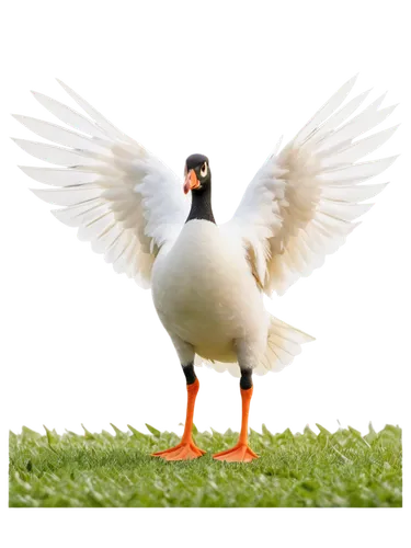 dove of peace,pato,peacocke,bird png,fairy penguin,anjo,peace dove,doves of peace,aguiluz,gwe,fliegel,altit,gooseander,tern bird,megapode,luigia,cygnes,volpato,featherlite,perico,Illustration,Black and White,Black and White 29