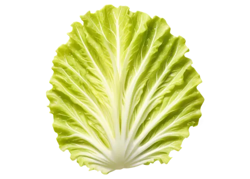 Fresh green lettuce slice, solo, flat lay, rounded edges, crisp texture, juicy flesh, slight sheen, indirect natural light, soft focus, shallow depth of field, warm color tone, 3/4 composition, still 