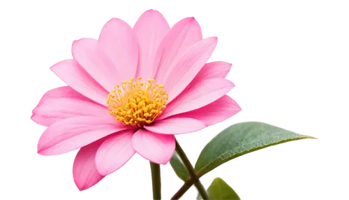 dahlia pink,flowers png,pink chrysanthemum,pink flower,flower background,pink floral background,flower pink,two-tone flower,flower of dahlia,pink dahlias,pink flower white,cosmos flower,flower illustrative,paper flower background,magnolia star,flower illustration,star dahlia,theaceae,pink magnolia,rose png,Illustration,Black and White,Black and White 21