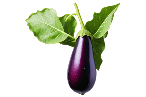 Purple eggplant, solo, detailed texture, glossy surface, green leaves, vines curled around, white flowers blooming, morning dew, soft natural light, 3/4 composition, shallow depth of field, warm color