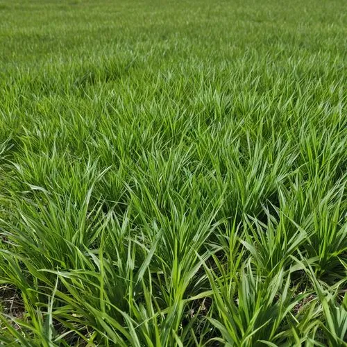 foxtail barley,rye in barley field,cultivated field,wheat germ grass,triticale,green wheat,barley cultivation,wheat grass,durum wheat,rice cultivation,wheat crops,cereal cultivation,rice field,winter wheat,barley field,rye field,crop plant,field cultivation,khorasan wheat,ricefield,Photography,General,Realistic