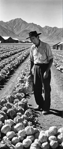 ANSEL ADAMS, Richard Kobayashi, farmer with cabbages Manzanar Relocation Center, 19.  Courtesy of Library of Congress,farmworker,salt harvesting,salt farming,stacking stones,farm workers,john day,pota