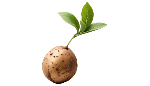 pear cognition,mandora,resprout,poire,endosperm,muglia,biloba,seedling,acorn,rock pear,seedpod,seed,indian almond,tulipifera,germination,germinate,oleifera,betelnut,avocation,chestnut bud,Illustration,Japanese style,Japanese Style 17