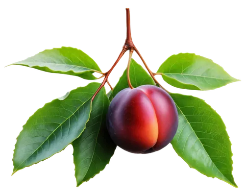 syzygium,european plum,syzygium aromaticum,blood plum,indian jujube,syzygium malaccense,bladder cherry,tamarillo,colada morada,red plum,sapodilla,syzygium jambos,davidson's plum,chile de árbol,purple chestnut,great cherry,flesh-red horse chestnut,plum,grape seed extract,drupe,Illustration,Retro,Retro 25