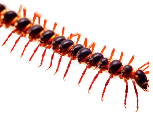 centipede,millipedes,earwig,caterpillar,krill,larval,larva,colubridae,amphipoda,larvae,hairfinned silverfish,noorderleech,termite,freshwater prawns,halictidae,gekkonidae,lymantriidae,oriental cockroach,spines,citronella,Illustration,Abstract Fantasy,Abstract Fantasy 16