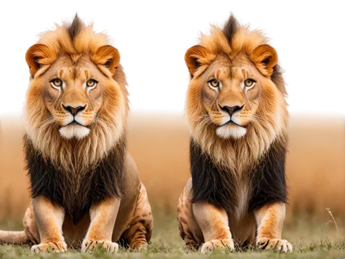 male lions,lions couple,two lion,lionesses,lions,lion children,big cats,panthera leo,male lion,lion father,lion with cub,african lion,lion,king of the jungle,female lion,lion number,forest king lion,lion - feline,lion white,great mara,Illustration,Abstract Fantasy,Abstract Fantasy 19