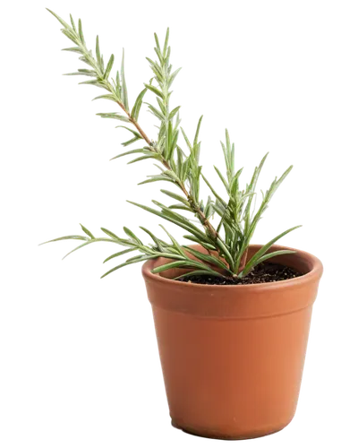 potted plant,small plant,stylidium,citronella,sweet grass plant,indoor plant,dwarf pine,rosemary,salsola,dracaena,hostplant,gymnosperm,darwinia,dacrydium,green plant,nerium oleander,lomandra,houseplant,pot plant,huana,Conceptual Art,Daily,Daily 04