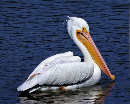 Write a scientific article exploring the Eastern white pelican's unique feeding habits and the impact they have on underwater ecosystems.,white pelican,eastern white pelican,great white pelican,dalmat