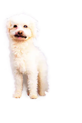 huichon,bichon,shih poo,maltese,white dog,shih tzu,small dog,transparent background,portrait background,havanese,little dog,shih,chihuahua poodle mix,puppa,dog angel,dogana,dog,free background,parvo,schnoodle,Conceptual Art,Daily,Daily 12