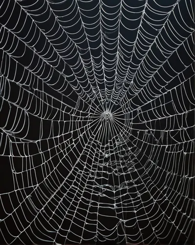 Mysterious macro photo unveiling the fascinating patterns on a spider's web,spider silk,spider's web,tangle-web spider,spider web,web,spiderweb,spider network,cobweb,spider net,webs,cobwebs,webbing,mo