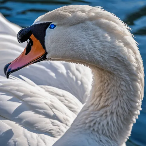 the head of a swan with blue eyes,trumpeter swan,tundra swan,mute swan,white swan,the head of the swan,swan on the lake,trumpeter swans,swan,young swan,canadian swans,cygnet,swans,snow goose,trumpet o