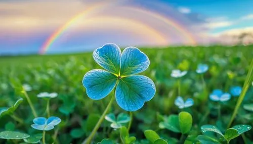 4-leaf clover,bluish white clover,pot of gold background,four-leaf clover,five-leaf clover,three leaf clover,four leaf clover,clover leaves,4 leaf clover,a four leaf clover,clover flower,clovers,medium clover,lucky clover,hybrid clover,clover blossom,dutch clover,shamrock,narrow clover,pot of gold,Photography,General,Realistic