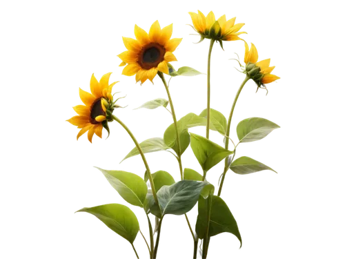 sunflower lace background,sun flowers,sunflowers in vase,stored sunflower,sunflower paper,sunflowers,helianthus,rudbeckia,sunflower,yellow gerbera,flowers sunflower,helianthus sunbelievable,sun daisies,sun flower,flowers png,small sun flower,yellow calendula flower,helianthus occidentalis,coneflowers,calenduleae,Art,Classical Oil Painting,Classical Oil Painting 38