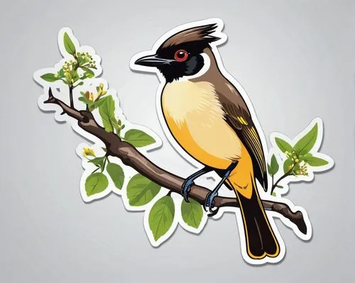 White-cheeked bulbul bird,bushshrike,bananaquit,bushshrikes,aracama,laughingthrush,white-winged widowbird,cuban oriole,butcherbird,sooty-headed bulbul,pied butcherbird,treepies,honeyeater,grosbeak,fri