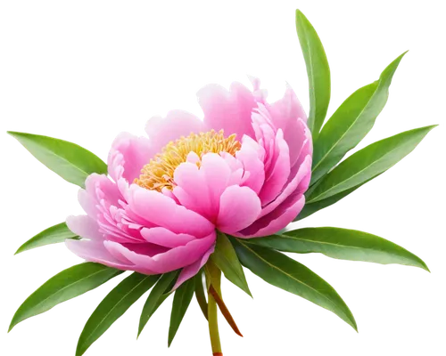 pink chrysanthemum,flower background,chrysanthemum background,flowers png,flower wallpaper,strawflower,pink flower,pink peony,pink water lily,peony pink,pink floral background,common peony,blooming lotus,peony,flower illustrative,paper flower background,flower pink,water lily flower,chrysanthemum,beautiful flower,Illustration,Realistic Fantasy,Realistic Fantasy 34