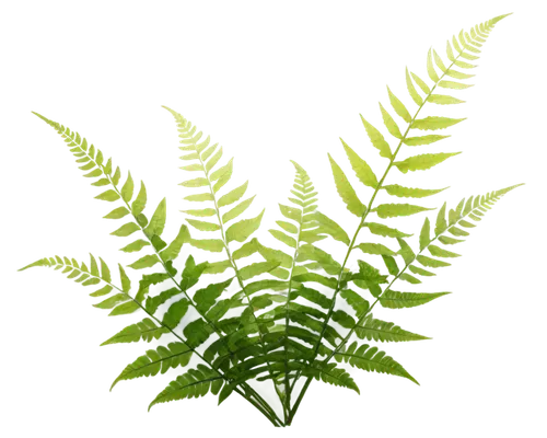 Delicate ferns, lush green leaves, slender stems, intricate veins, soft natural light, 3/4 composition, shallow depth of field, warm color tone, cinematic lighting, detailed textures, realistic shadin