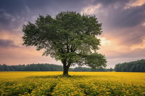 Describe a peaceful and serene scene involving the number 89.,isolated tree,field of rapeseeds,lone tree,flourishing tree,meadow landscape,landscape photography,aaa,linden tree,mirabelle tree,yellow m