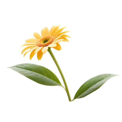 flowers png,small sun flower,calendula,calenduleae,rudbeckia,asteraceae,calendula officinalis,calendula flower,calendula suffruticosa,helianthus,yellow gerbera,yellow calendula flower,rudbeckia nidita,arnica,helianthus occidentalis,lemon flower,xerochrysum bracteatumm,flower background,rudbeckia fulgida,student flower,Illustration,Paper based,Paper Based 14