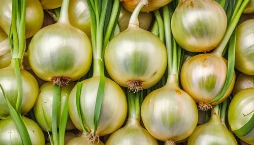 Fresh Onion leaves are long, thin, and cylindrical, and the scales inside are widely edible due to their pungent taste and unique aroma.,onion bulbs,garlic bulbs,leeks,scallions,persian onion,pinya,sc