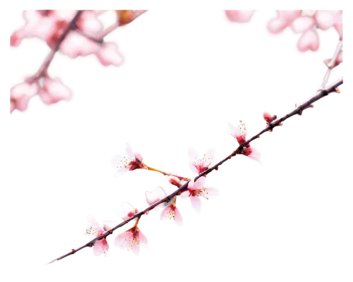 Flowering tree, blooming cherry blossoms, soft pink petals, delicate branches, slender trunk, morning dew, gentle sunlight filtering through leaves, panoramic view, 3/4 composition, shallow depth of f