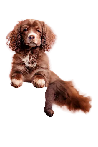 cavalier king charles spaniel,spaniel,cocker spaniel,shih tzu,australian shepherd,cavalier,shih poo,parvovirus,parvo,havanese,cute puppy,brown dog,dog angel,nova scotia duck tolling retriever,spaniels,dogana,dachshund,furcolo,sundog,pupillidae,Illustration,Japanese style,Japanese Style 20