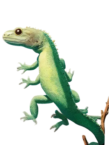 emerald lizard,basiliscus,phelsuma,acheilognathus,day gecko,hemidactylus,desmognathus,asclepiodotus,green crested lizard,restoration,eleutherodactylus,compsognathus,leptodactylus,eucamptognathus,leiothrichidae,mantidactylus,green lizard,atractaspis,agamid,coelurus,Illustration,Japanese style,Japanese Style 07