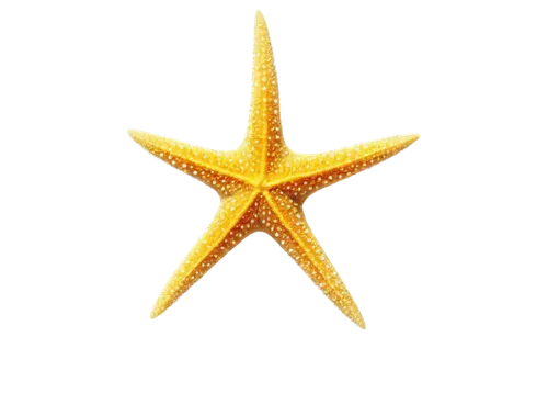 rating star,christ star,gold spangle,goldstar,estrelas,clickstar,nautical star,star scatter,star,star abstract,sunstar,dribbble icon,star 3,cinnamon stars,brightstar,starbright,six-pointed star,six pointed star,christmas star,half star,Photography,Documentary Photography,Documentary Photography 06