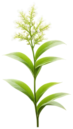 citronella,pineapple lily,oil-related plant,veratrum,aromatic plant,palm lily,tea plant,lemongrass,sweet grass plant,terrestrial plant,fouquieria splendens,sorghum,thick-leaf plant,plant oil,grape-grass lily,fouquieria,panicle,grass lily,stevia,hojicha,Illustration,Vector,Vector 05