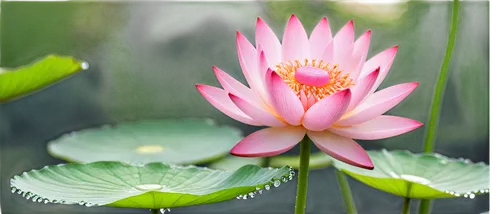 lotus on pond,pink water lily,blooming lotus,lotus flowers,water lily flower,lotus flower,lotus blossom,lotus ffflower,water lily,pond flower,waterlily,flower of water-lily,water lotus,pink water lilies,lotus pond,lotus plants,water lilly,lotus png,large water lily,lotuses,Illustration,American Style,American Style 13