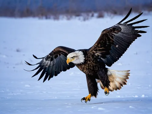 american bald eagle,mongolian eagle,bald eagle,of prey eagle,white tailed eagle,african eagle,white-tailed eagle,bald eagles,steppe eagle,eagle eastern,steller's sea eagle,eagle,african fishing eagle,golden eagle,sea eagle,fish eagle,flying hawk,eagles,bird of prey,sea head eagle,Conceptual Art,Fantasy,Fantasy 07