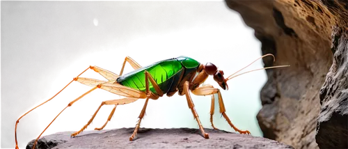 ichneumon,chironomidae,charopidae,orthoptera,thamnophilidae,miomantis,antimalarial,caudipteryx,drosophilidae,anhingidae,ovipositor,sesiidae,neuroptera,mantises,sphodromantis,westnile,parasitoid,platymantis,anisoptera,cyprinidae,Photography,Artistic Photography,Artistic Photography 07