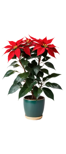 Poinsettia plant, Christmas star, large dark green leaves, bright red bracts, yellow flowers, stems upright, pot on wooden table, festive atmosphere, warm lighting, 3/4 composition, shallow depth of f