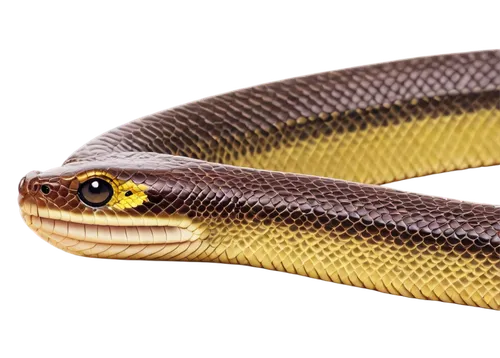 african house snake,garter snake,thamnophis,yellow python,vipera,liophis,keelback,reticulatus,lampropeltis,pointed snake,boomslang,everglades rat snake,nonvenomous,rat snake,tree snake,king cobra,venomous snake,serpiente,eliurus,vasoconstrictor,Photography,Black and white photography,Black and White Photography 12