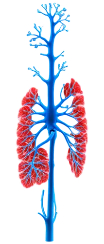 lungs,lung cancer,renal,kidney,lung,computed tomography,connective tissue,copd,aorta,ventilate,metastases,circulatory,circulatory system,magnetic resonance imaging,medical illustration,lung ching,medical imaging,reflex foot kidney,ventilator,vascular plant,Art,Artistic Painting,Artistic Painting 07