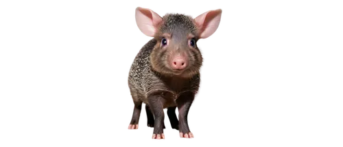 aardvark,javelina,tapir,boar,mouse bacon,pigasus,mangalitsa,cerdo,pig,oryctolagus,quoll,nilgai,acheilognathus,aardvarks,possum,electric donkey,dobermannt,warthog,porcine,opossum,Art,Classical Oil Painting,Classical Oil Painting 12