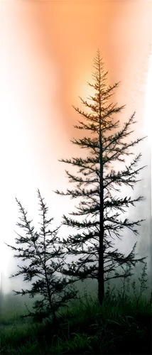 watercolor pine tree,fir tree silhouette,pine tree,pine trees,fir forest,spruce trees,fir tree,fir trees,evergreen trees,spruce forest,spruce tree,coniferous forest,sequoiadendron,larches,metasequoia,treeline,larch tree,larch trees,small tree,cedrus,Illustration,Realistic Fantasy,Realistic Fantasy 18