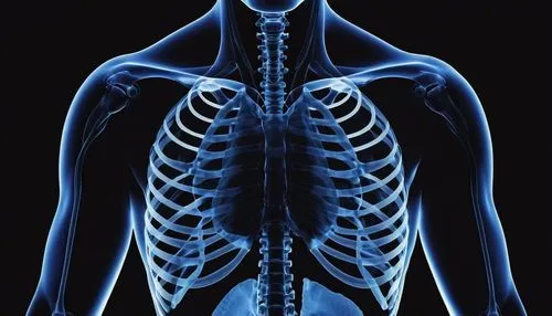 scoliosis,osteopath,kyphosis,spondylitis,osteopathy,osteoporotic,musculoskeletal,sternocleidomastoid,osteopaths,trapezius,thoracic,skeletal structure,serratus,osteoporosis,spinal,osteopontin,radiologic,rib cage,radiographs,radiographer,Photography,General,Realistic