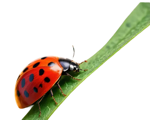 ladybug, red shell, black spots, delicate wings, antennae, green leaves, natural habitat, solo, close-up, macro photography, soft focus, warm lighting, shallow depth of field, vibrant colors, realisti