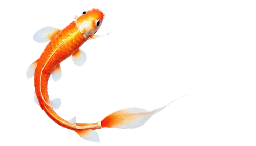 koi carp,koi fish,koi,koi carps,ornamental fish,goldfish,red fish,freshwater fish,tobaccofish,two fish,fish,surface lure,fjord trout,fish in water,small fish,fishing lure,redfish,beautiful fish,carp tail,gold fish,Conceptual Art,Daily,Daily 18