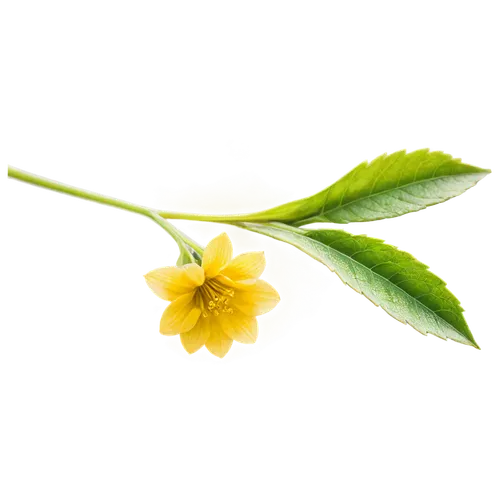 ylang-ylang,primrose jasmine,flowers png,carolina jasmine,jasminum sambac,tea flowers,morinda citrifolia,jasminum,winter jasmine,tanacetum balsamita,hypericum patulum,geraniaceae,lemon flower,cinquefoil,perforate st john's wort,crepe jasmine,narrow-leaved sundrops,bay-leaf,lemon myrtle,vine flower,Photography,Documentary Photography,Documentary Photography 34