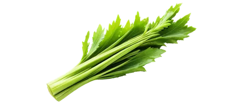 Fresh green celery stalks, bunch of three, leafy top, crunchy texture, dew drops on leaves, natural light, 3/4 composition, shallow depth of field, soft focus, warm color tone, still life, realistic r