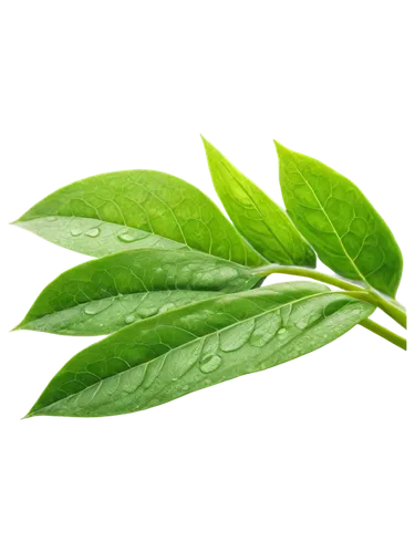 stevia,stevia rebaudiana,basil total,curry leaves,tea plant,lemon basil,summer savory,ruprecht herb,bay-leaf,bay leaf,thai basil,loose tea leaves,lemon myrtle,tea leaf,mint leaf,serrano pepper,neem,basil,morinda citrifolia,mentha,Art,Classical Oil Painting,Classical Oil Painting 34