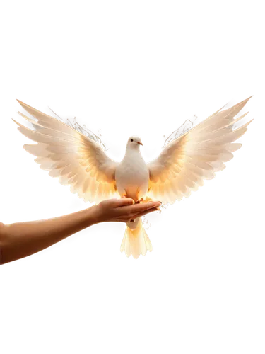 dove of peace,doves of peace,peace dove,dove eating out of your hand,holy spirit,bird png,white dove,doves,dove,i love birds,divine healing energy,giving,doves and pigeons,give,love dove,ring dove,turtledove,lovebird,love bird,pigeons and doves,Illustration,Abstract Fantasy,Abstract Fantasy 14