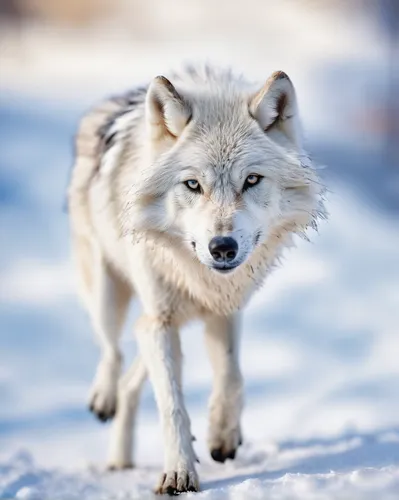 arctic fox,european wolf,greenland dog,gray wolf,south american gray fox,canis lupus,canidae,northern inuit dog,tamaskan dog,canis lupus tundrarum,grey fox,wolfdog,canadian eskimo dog,silver fox,sakhalin husky,vulpes vulpes,saarloos wolfdog,west siberian laika,wolf hunting,patagonian fox,Unique,3D,Panoramic