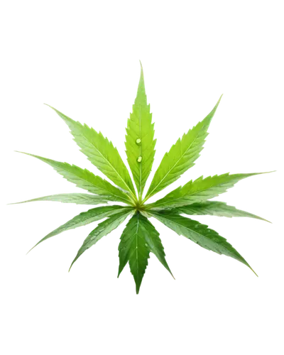 leaf background,cannabidiol,green leaf,green wallpaper,spring leaf background,huana,mape leaf,custody leaf,green plant,tropical leaf,endocannabinoid,jungle leaf,tetrahydrocannabinol,crop plant,cannabinol,cannabidio,mugwort,greeniaus,leafed,green leaves,Photography,Fashion Photography,Fashion Photography 11