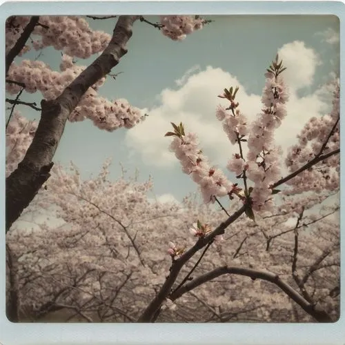 takato cherry blossoms,sakura cherry tree,sakura tree,sakura branch,sakura trees,cherry blossom tree,Photography,Documentary Photography,Documentary Photography 03