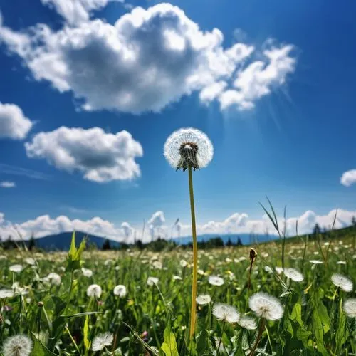 dandelion background,eriophorum,cotton grass,dandelion field,taraxacum,dandelion flying,cottongrass,dandelion meadow,flying dandelions,common dandelion,dandelion,dandelion flower,bluish white clover,dandelions,bellis perennis,white clover,taraxacum officinale,pyrethrum,eyebright,dandelion parachute ball,Photography,General,Realistic