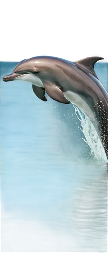 northern whale dolphin,bottlenose dolphin,a flying dolphin in air,dusky dolphin,oceanic dolphins,tursiops,porpoise,dolphin background,delphinus,dolphin swimming,bottlenose dolphins,dolphin,cetacean,dolfin,pilot whale,ballenas,mooring dolphin,ballena,delphin,flipper,Illustration,Japanese style,Japanese Style 16