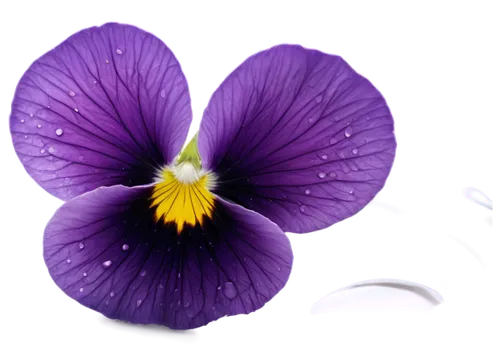 purple flower,violet flowers,flowers png,purple crocus,flower purple,lavender flower,the lavender flower,crown chakra flower,purple morning glory flower,flower background,crocus,flower illustrative,windflower,crocus flowers,balloon flower,violet colour,purple flowers,anemone purple floral,petals purple,flower wallpaper,Photography,Black and white photography,Black and White Photography 03